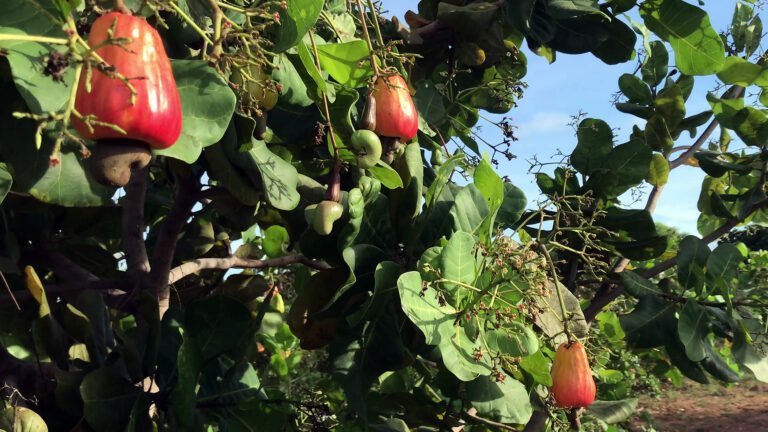 How we make your cashews