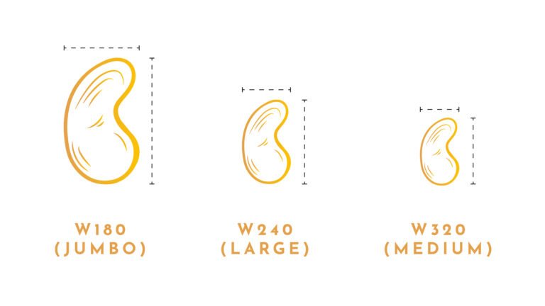 Understanding cashew grades