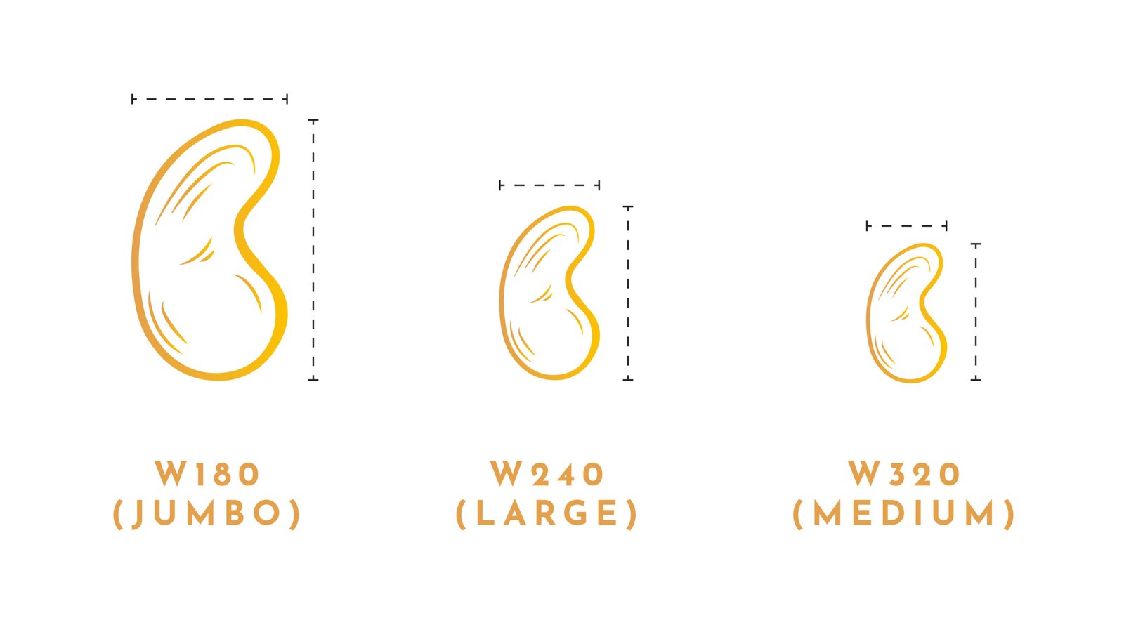 Understanding Cashew Grades